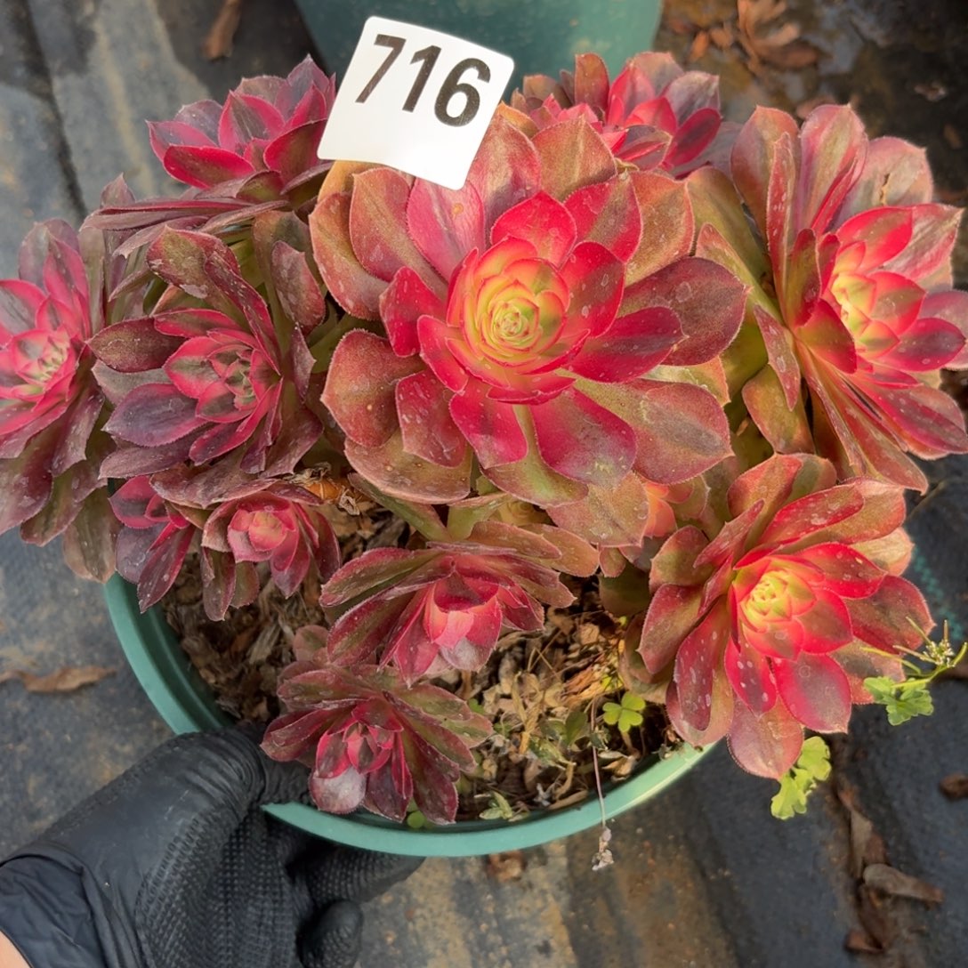 716荔枝多MSN植物福利