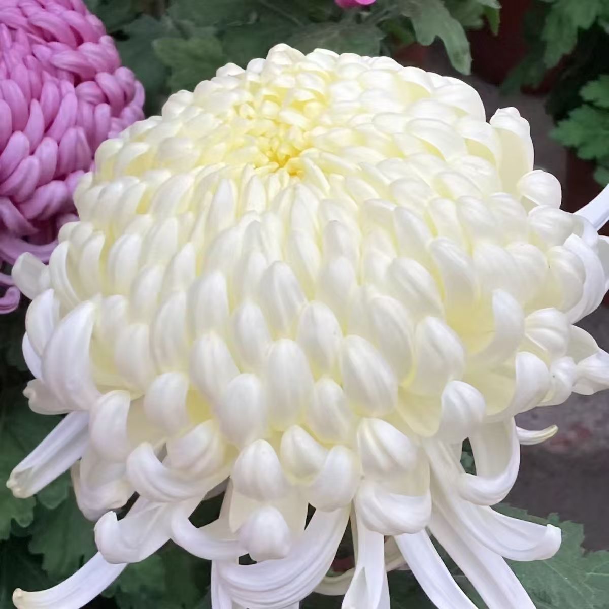 【白国华 银越山】大花九月菊  多年生宿根植物  土球发货