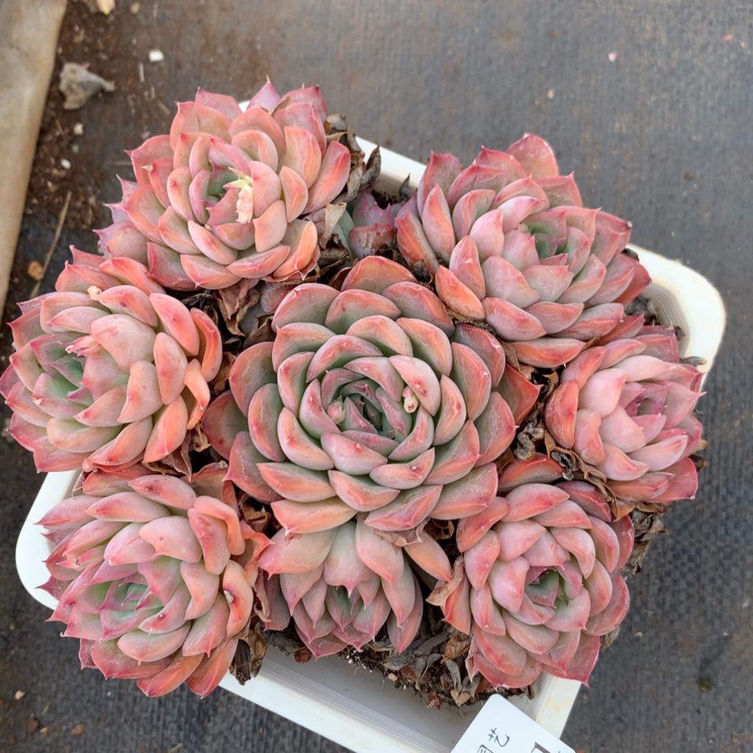 1721杂交精品基地14厘米