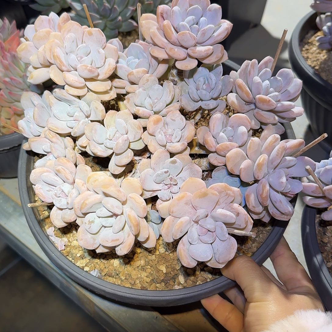 米雪整无砍老桩群生