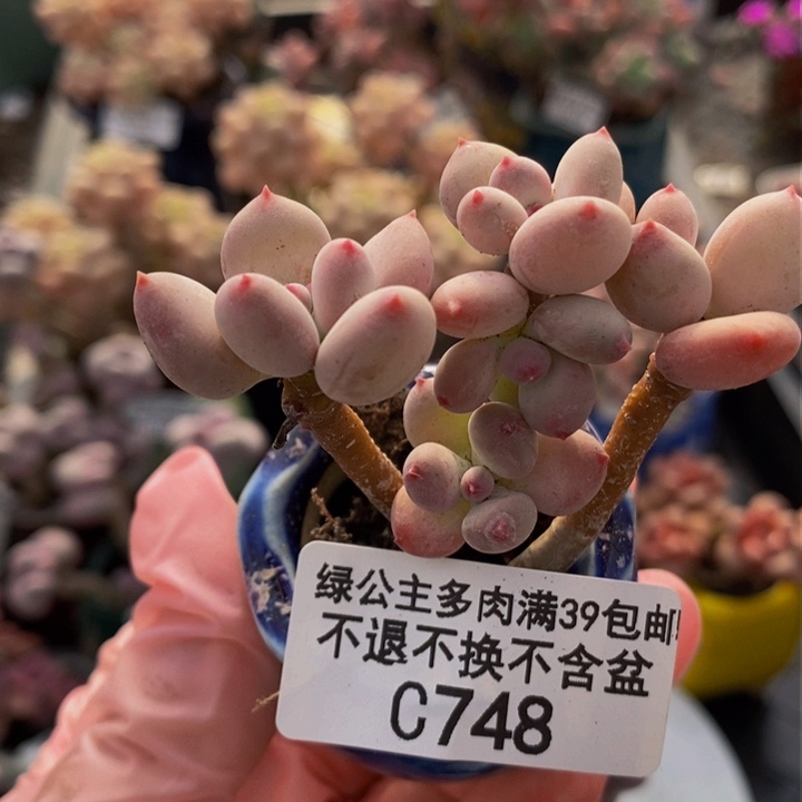 四代苹果奶748多肉植物