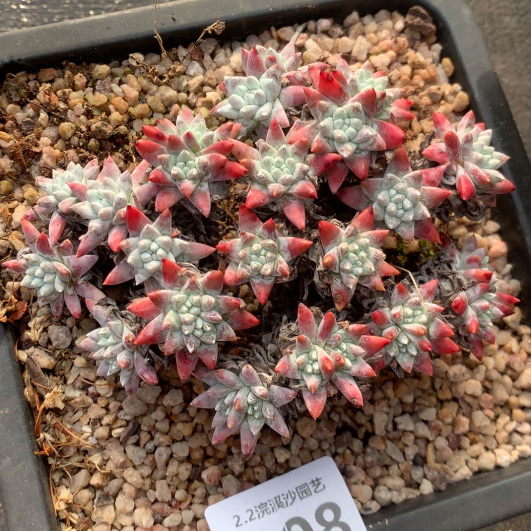 小****）韩菊福利出，2月8日发货多肉