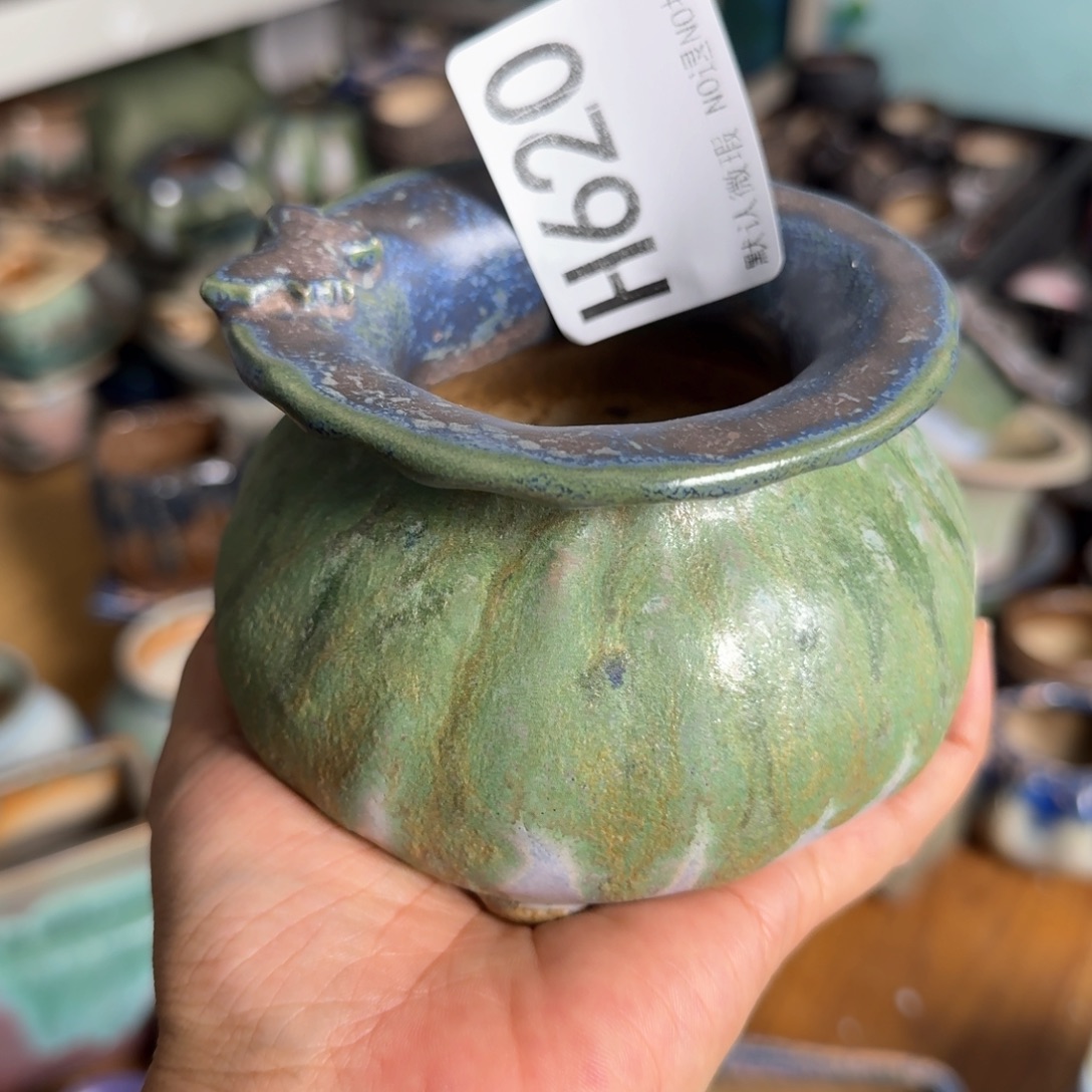 重庆一侧小燕子欢迎大家620