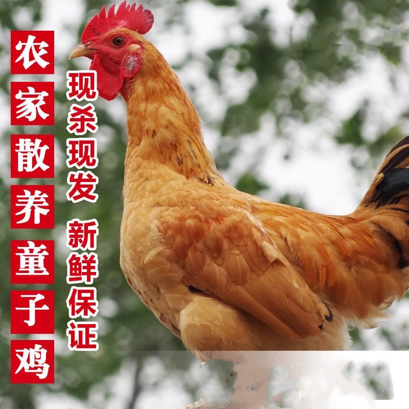 （艳子）山林散养童子鸡小公鸡2只现杀速冻放发