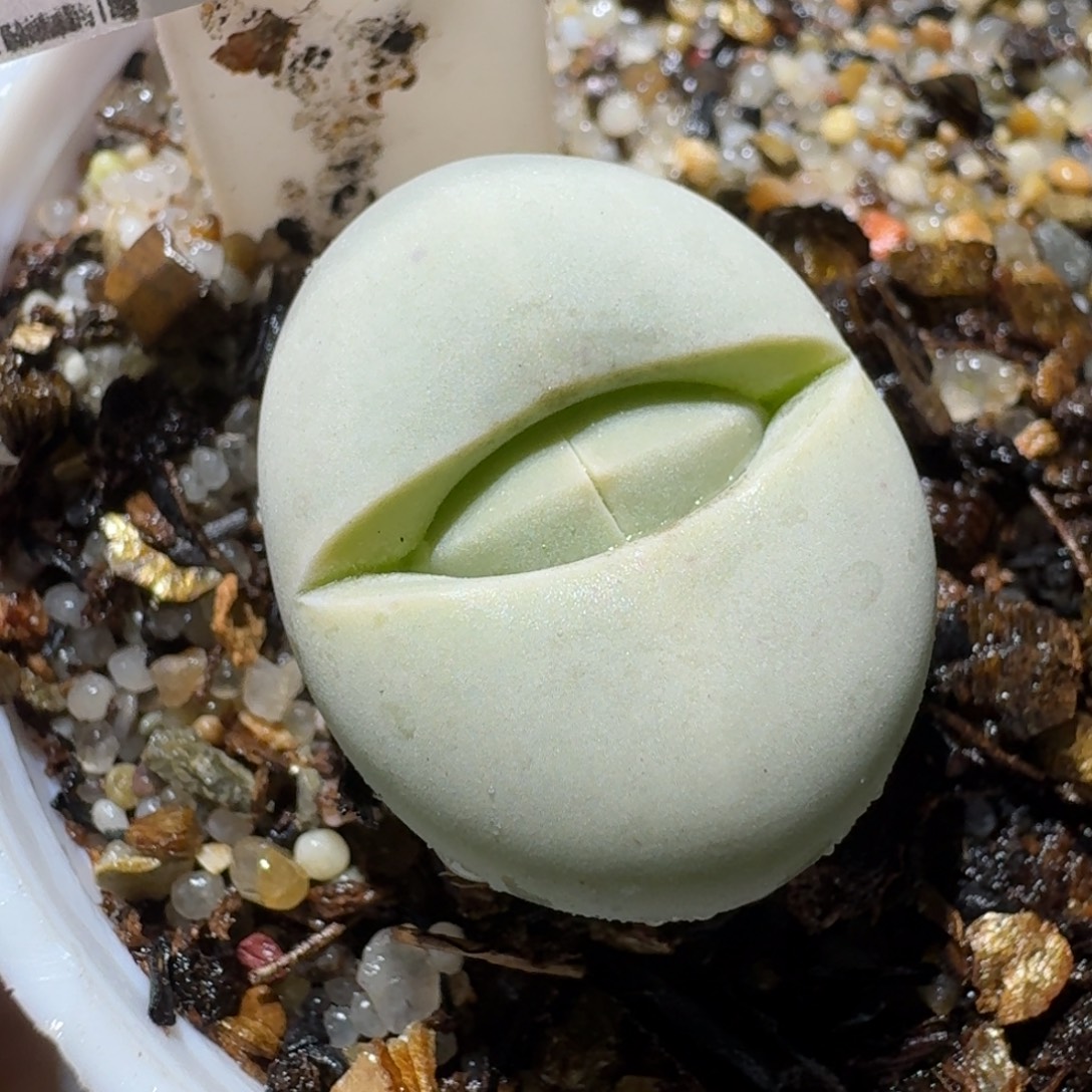 高品质生石花清清1559