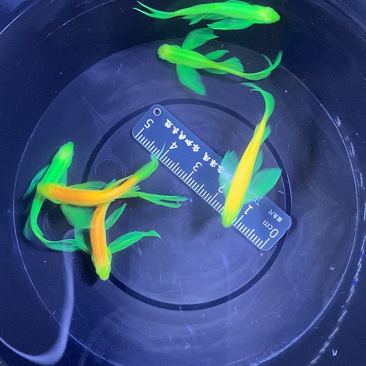 斑马鱼蝶翼斑马3.5-4厘米6条