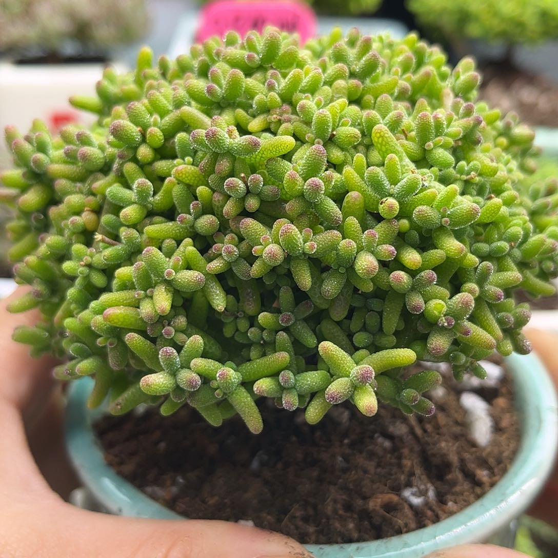 008蜜桔带盆优枝干
