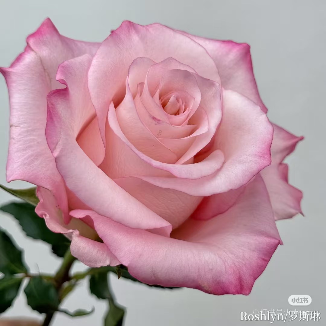 文羽景园【罗斯琳/爱的呼吸】切花月季多季节重复开花