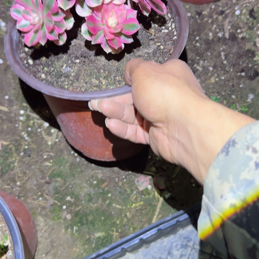 女巫法师多肉655