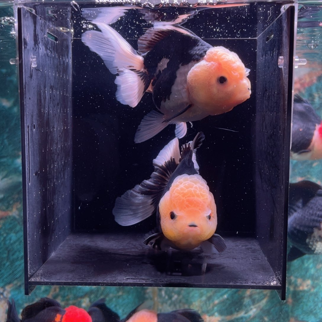 狮头鱼玛丽泰狮两条包邮