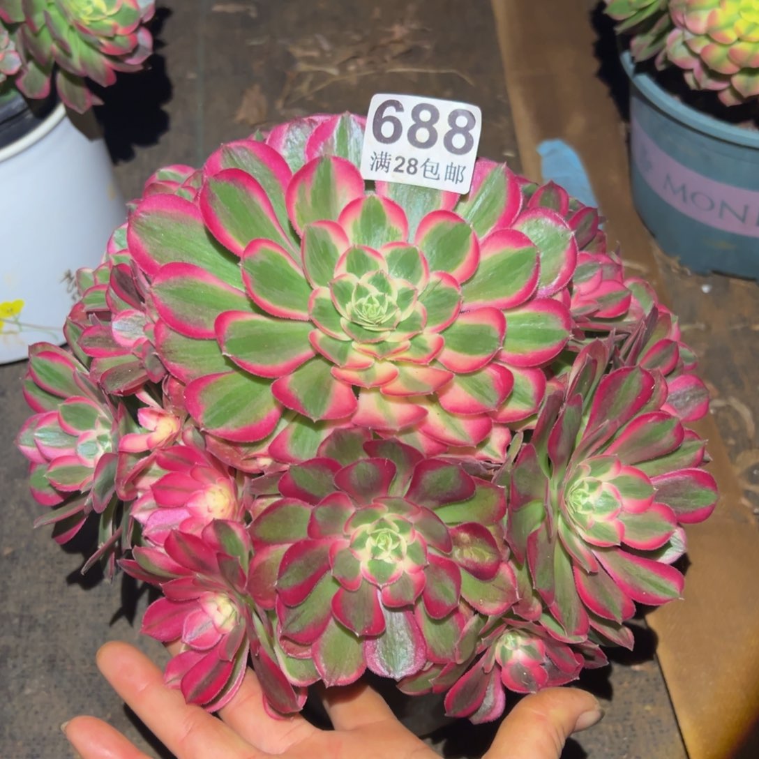 多肉植物688孔雀翎