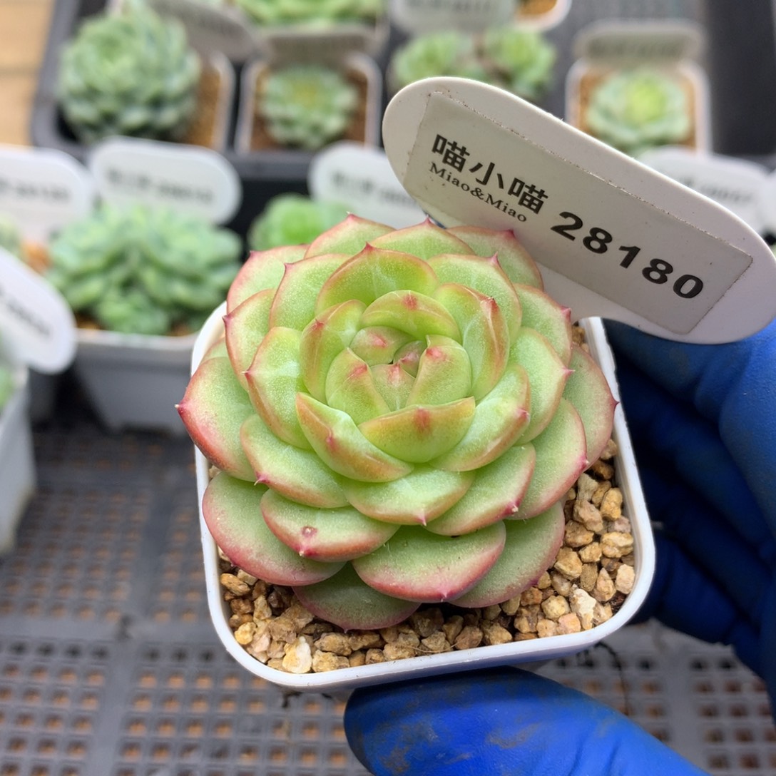 多肉植物杂交珍妮