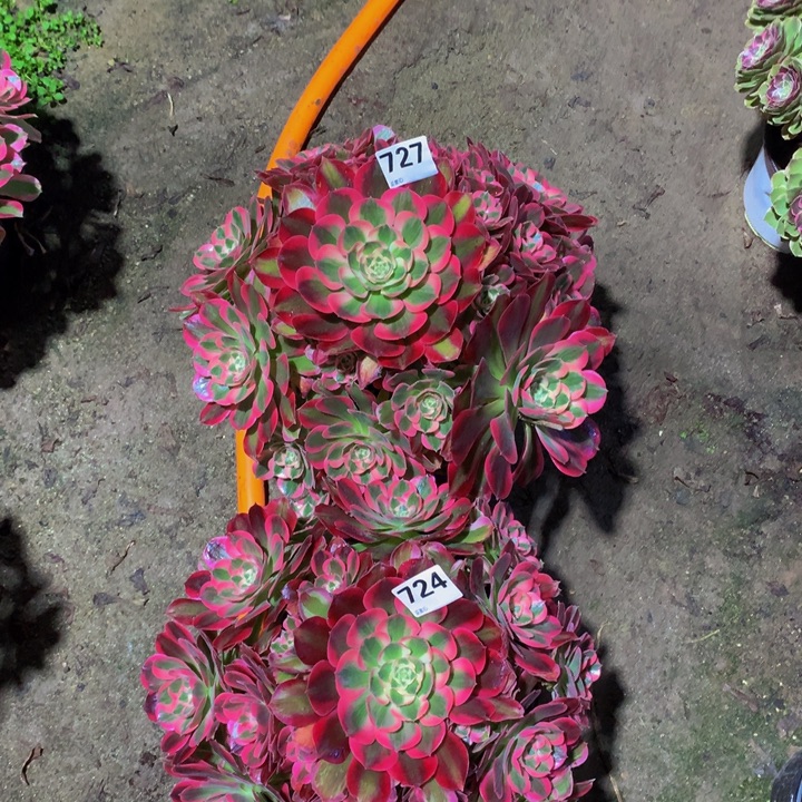 用***1无花朵七彩是727 7240000000