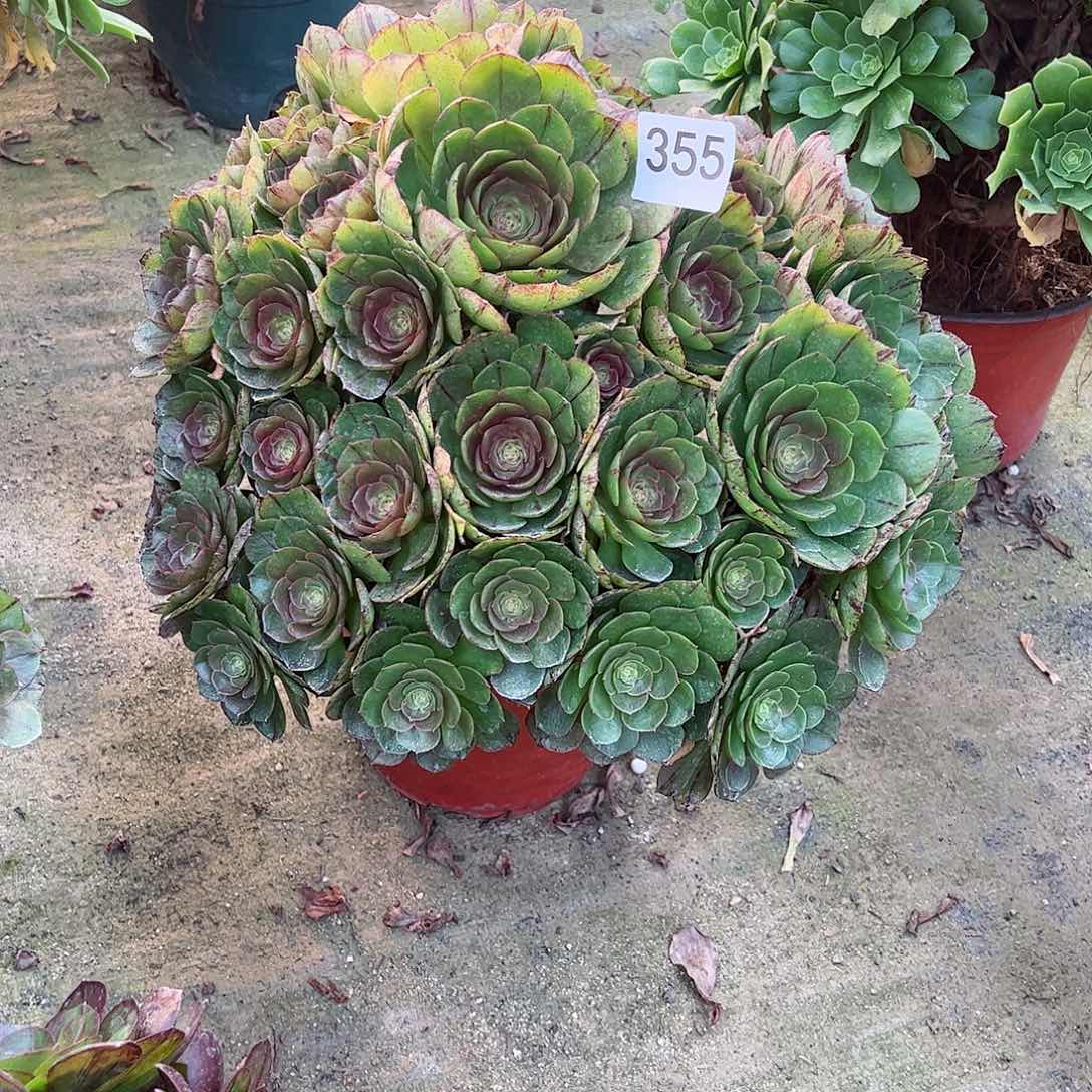多肉植物万拉丝355