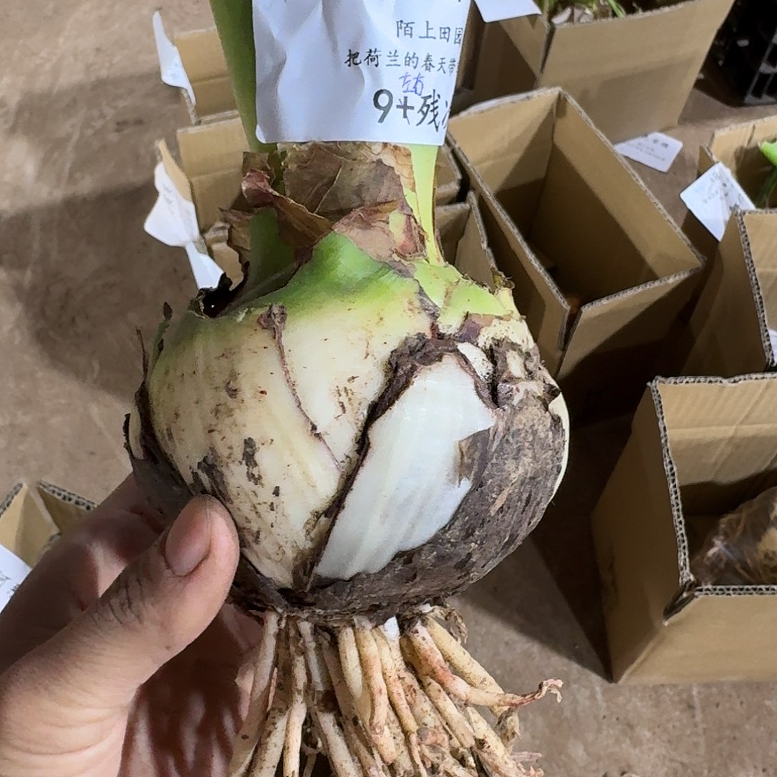 十二单衣9左右版次不包养护