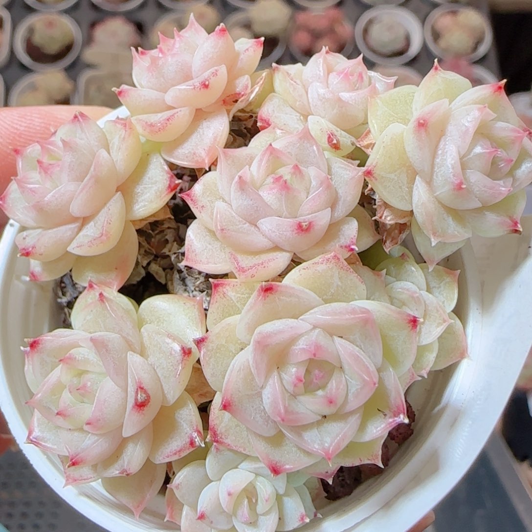 花语多肉1229-88麦秆