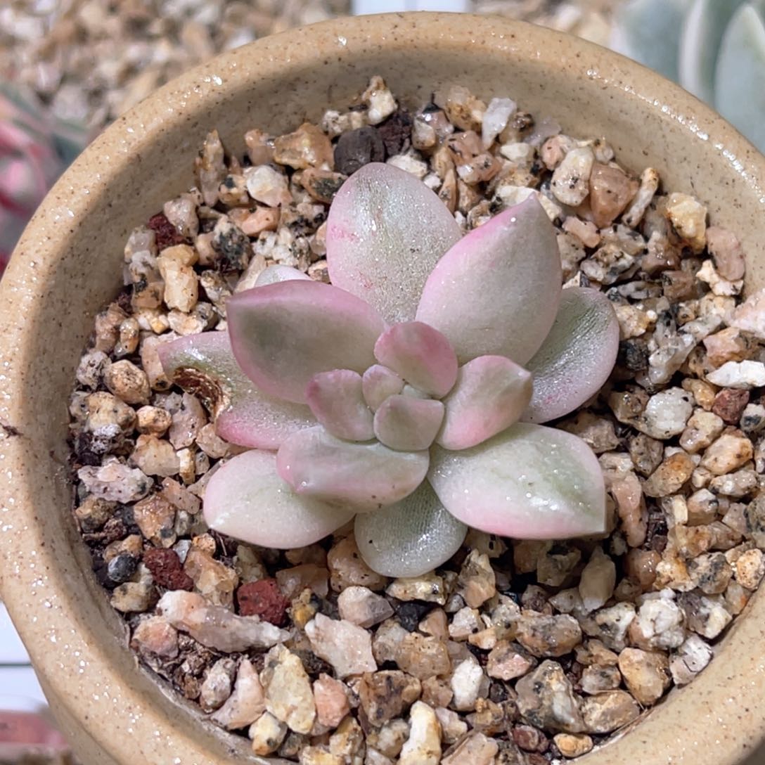 多肉特价红蜻蜓锦侧芽有叶伤