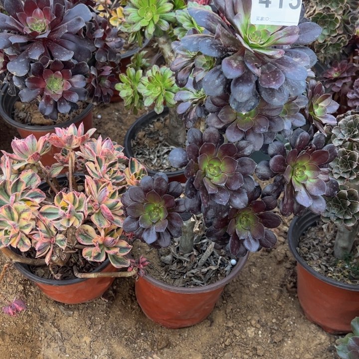 组合2颗微瑕多肉植物415