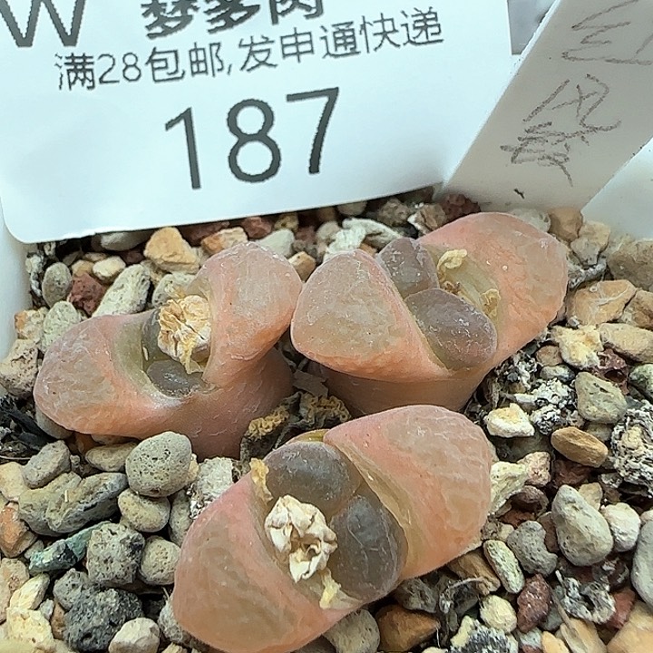 w187。      红风铃。    