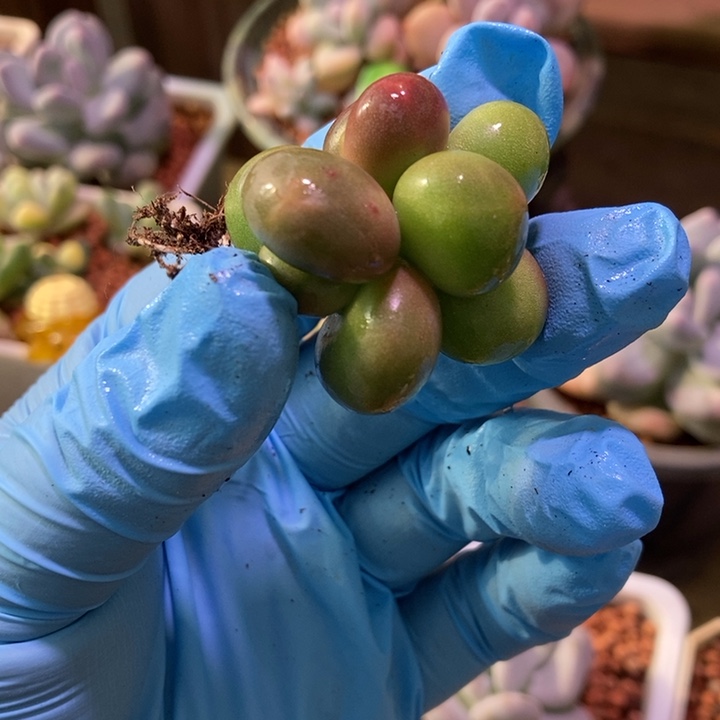 Kk奶酪锦基因多肉植物多肉植物