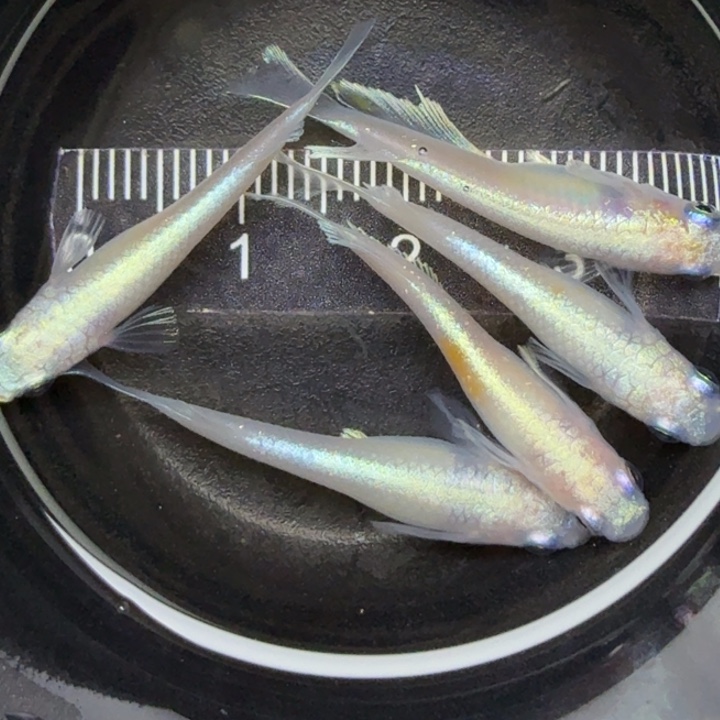 青鳉鱼粉赤壁56号