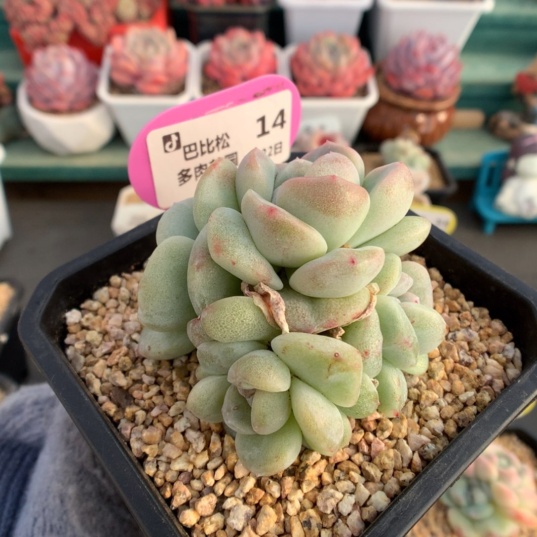 14四头异色冰玉石化多肉植物