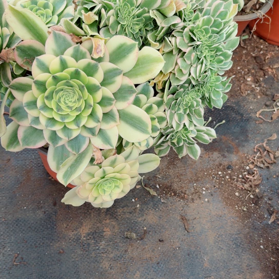 奶绿503 号多肉法师特价不支持退货