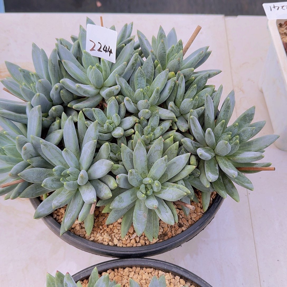 来***张2244美人杂多肉植物