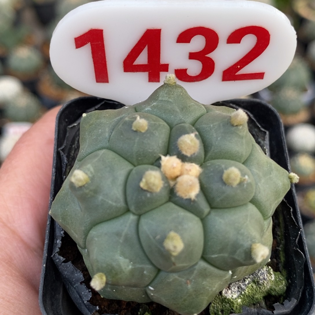 1432龟甲福利系列