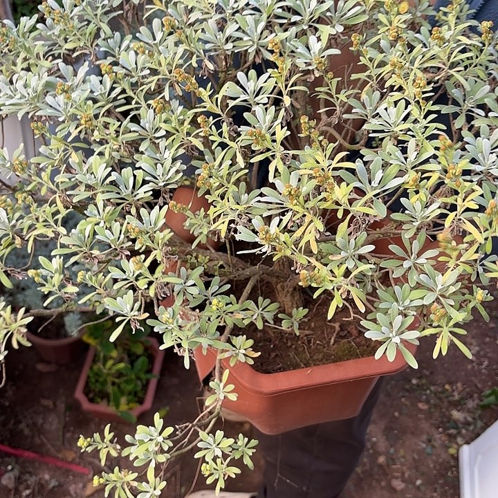 荒***计无花朵哈哈哈哈哈