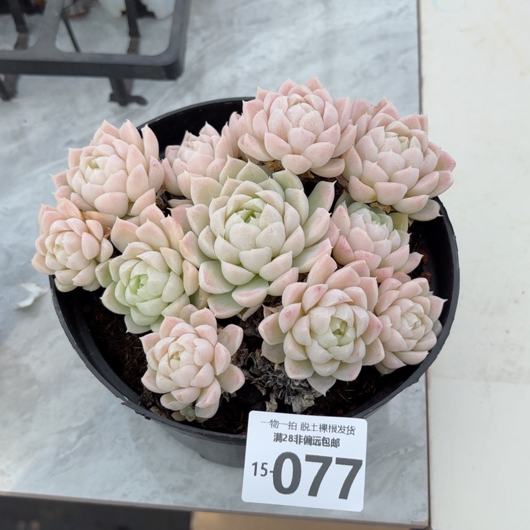 白月影老桩群生多肉多肉