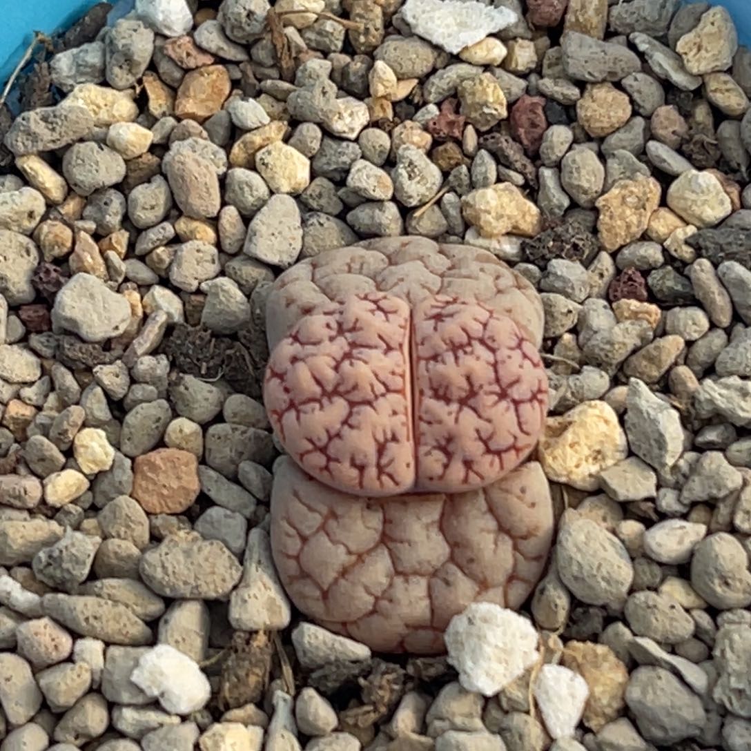 8549粗红纹蛙哥189一颗