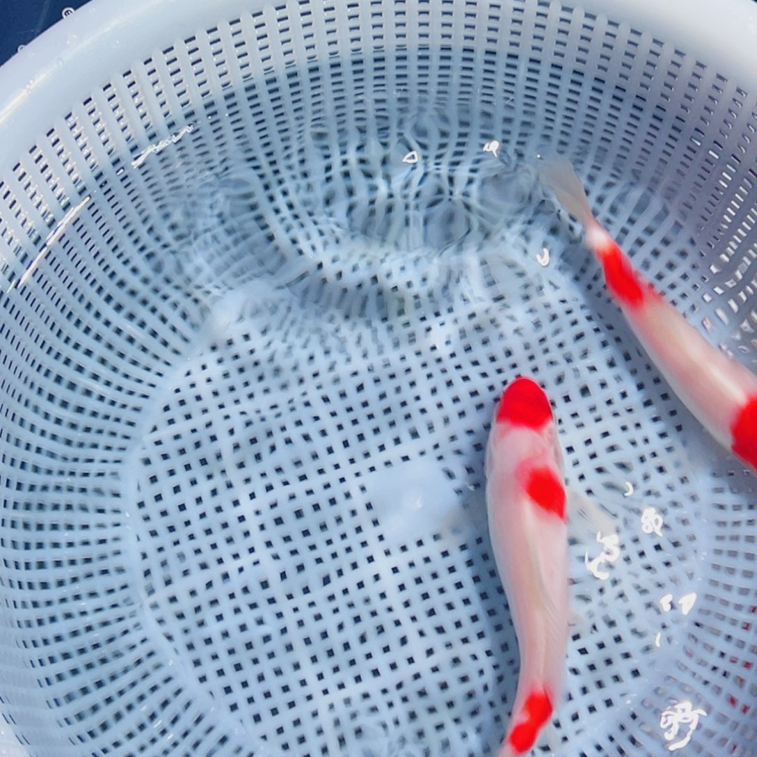 锦鲤锦鲤观赏鱼1111