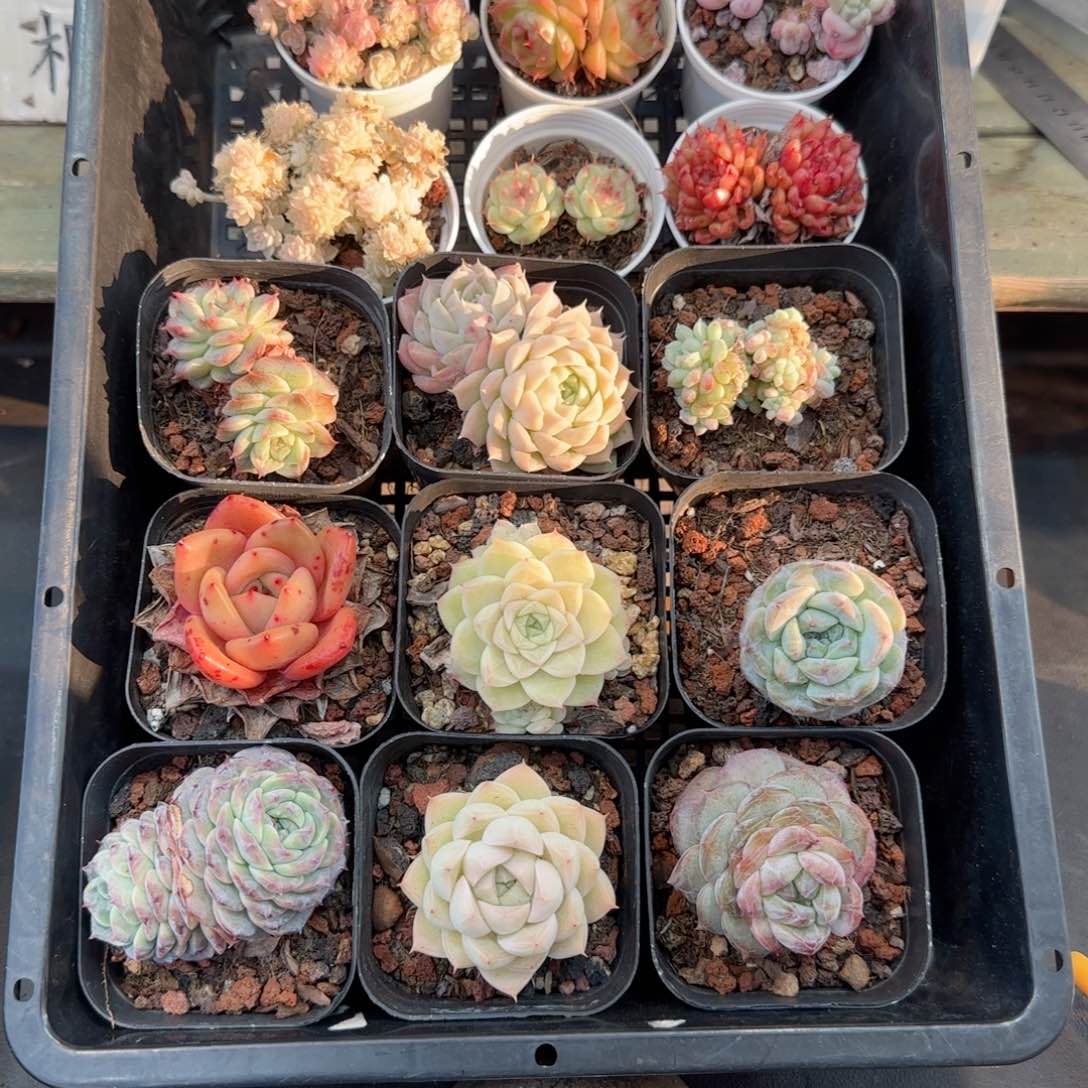 框拍框拍框0210-12