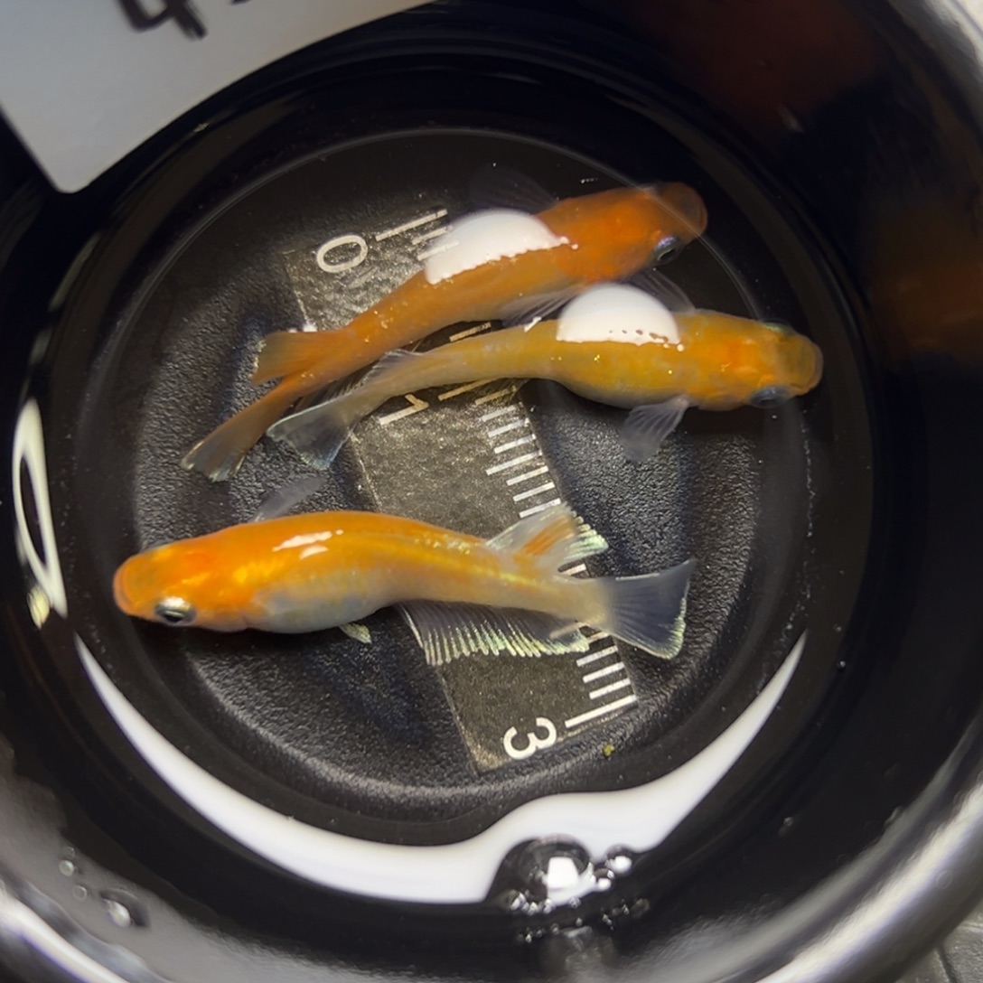 青鳉鱼42。       