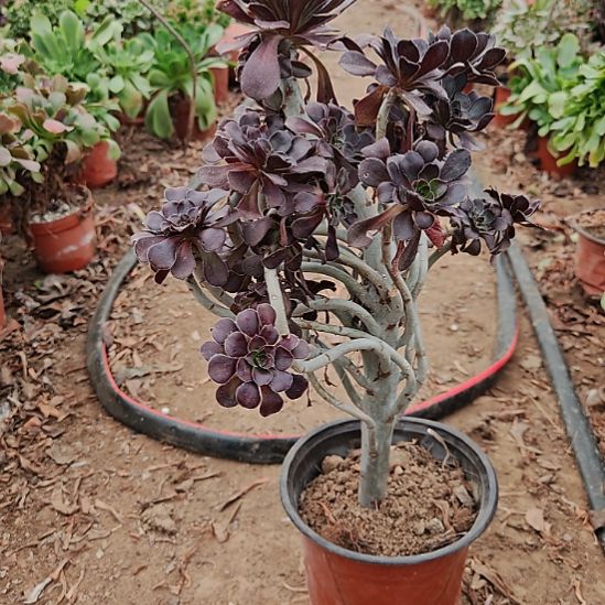 圆叶加急发货法师15