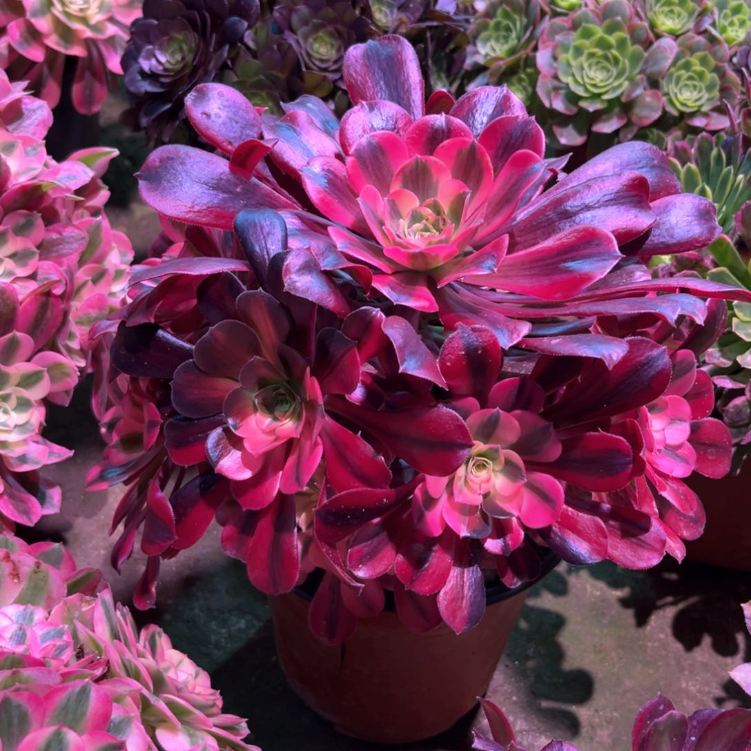 多肉植物美杜莎739