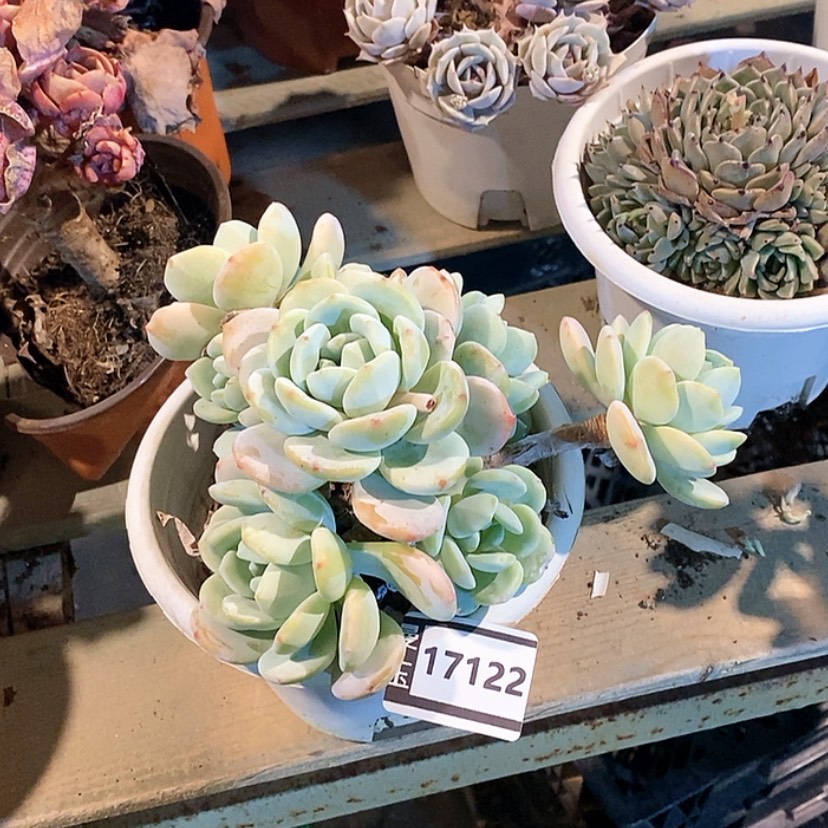 【闪购商品】冷香17122