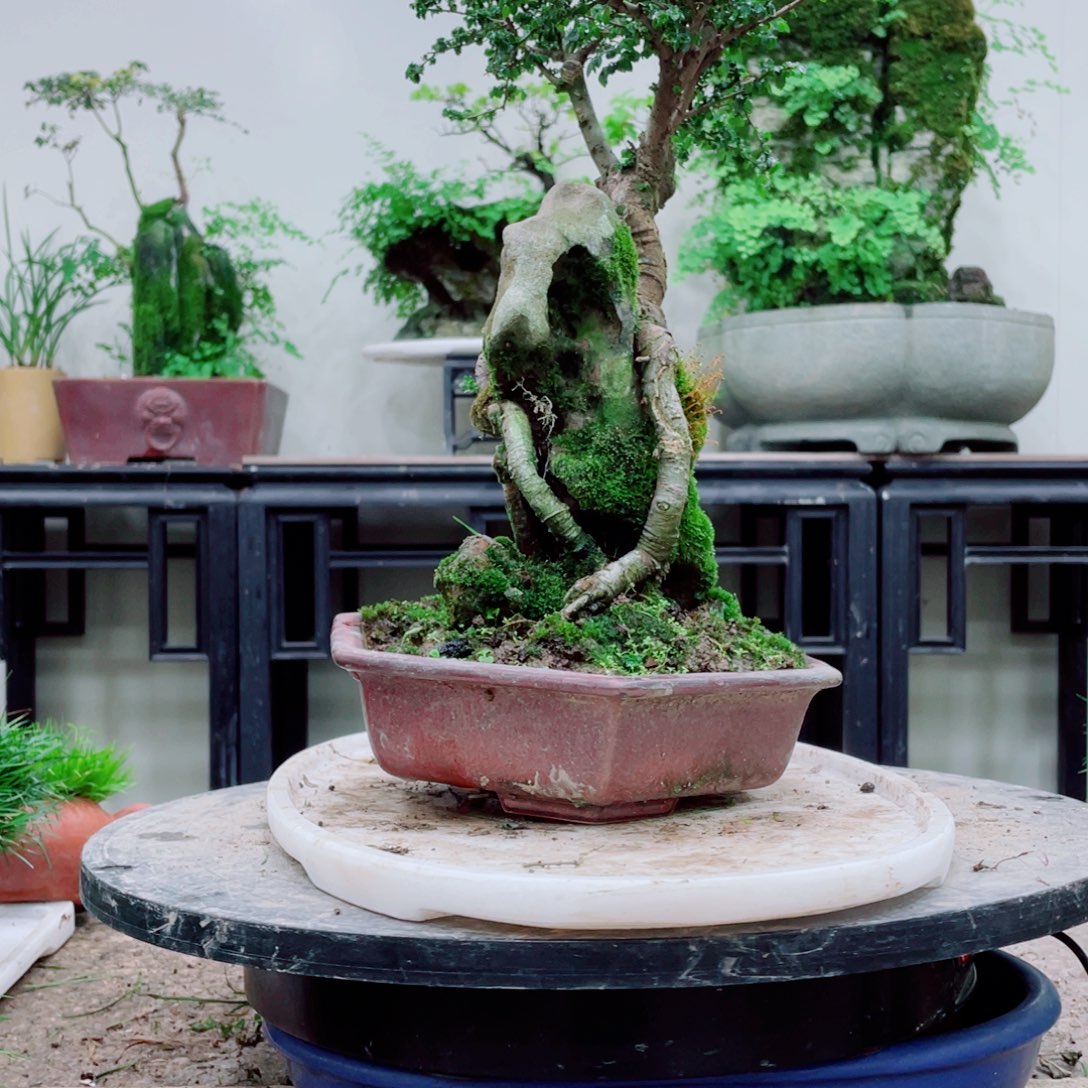 无铅玻璃随*铁线蕨等植物和植物的生长