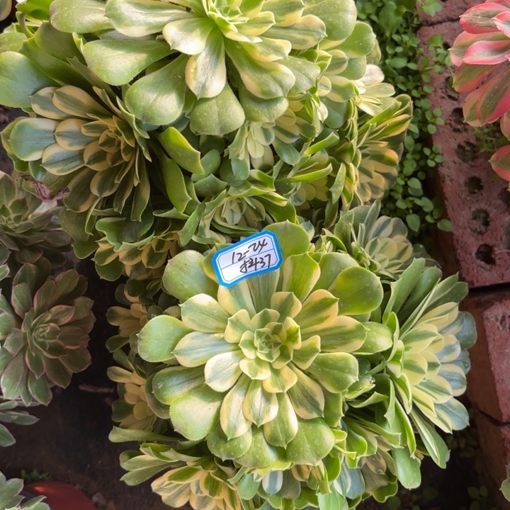 两颗新尼亚多肉法师不包损37