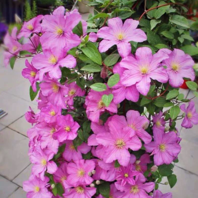 包查德女伯爵铁线莲3类小苗，p9规格