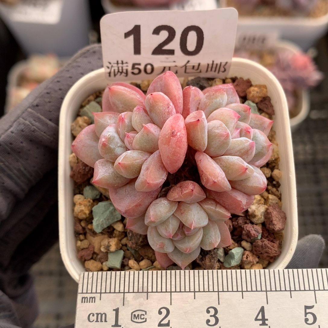 120。三头小粗桩刚毅。