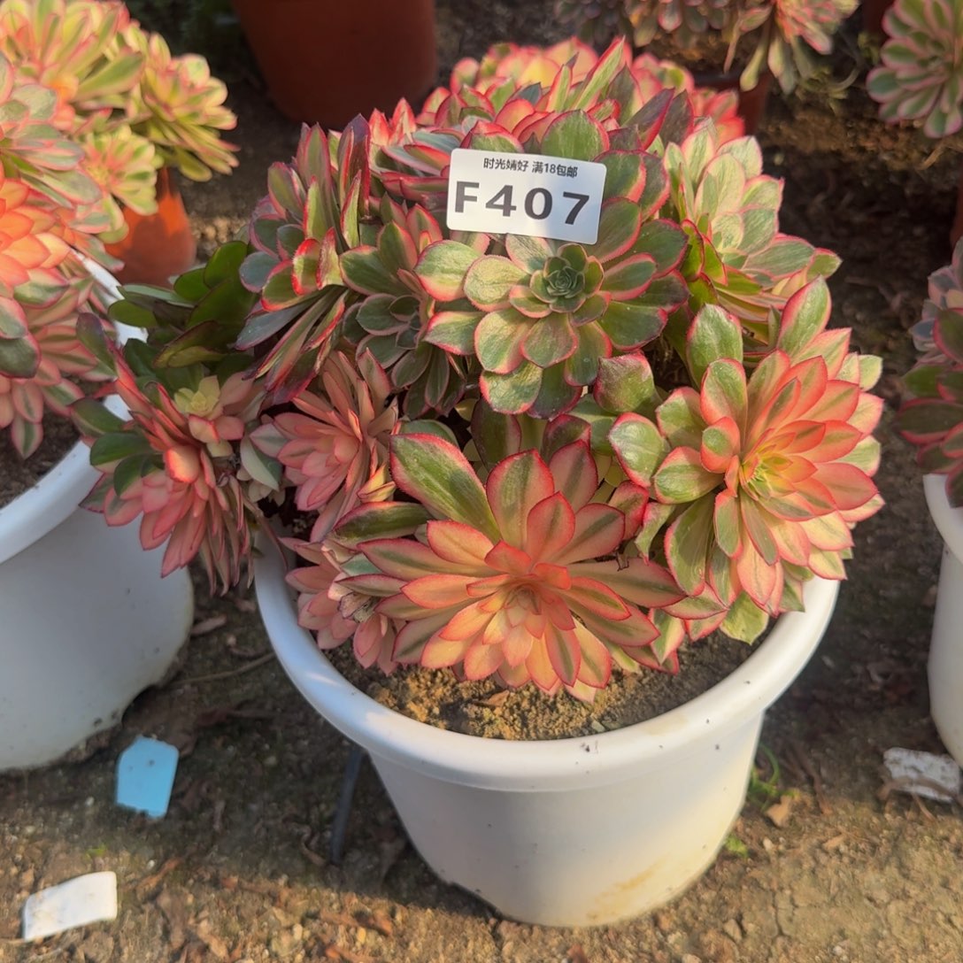 407黑魔锦。多肉植物