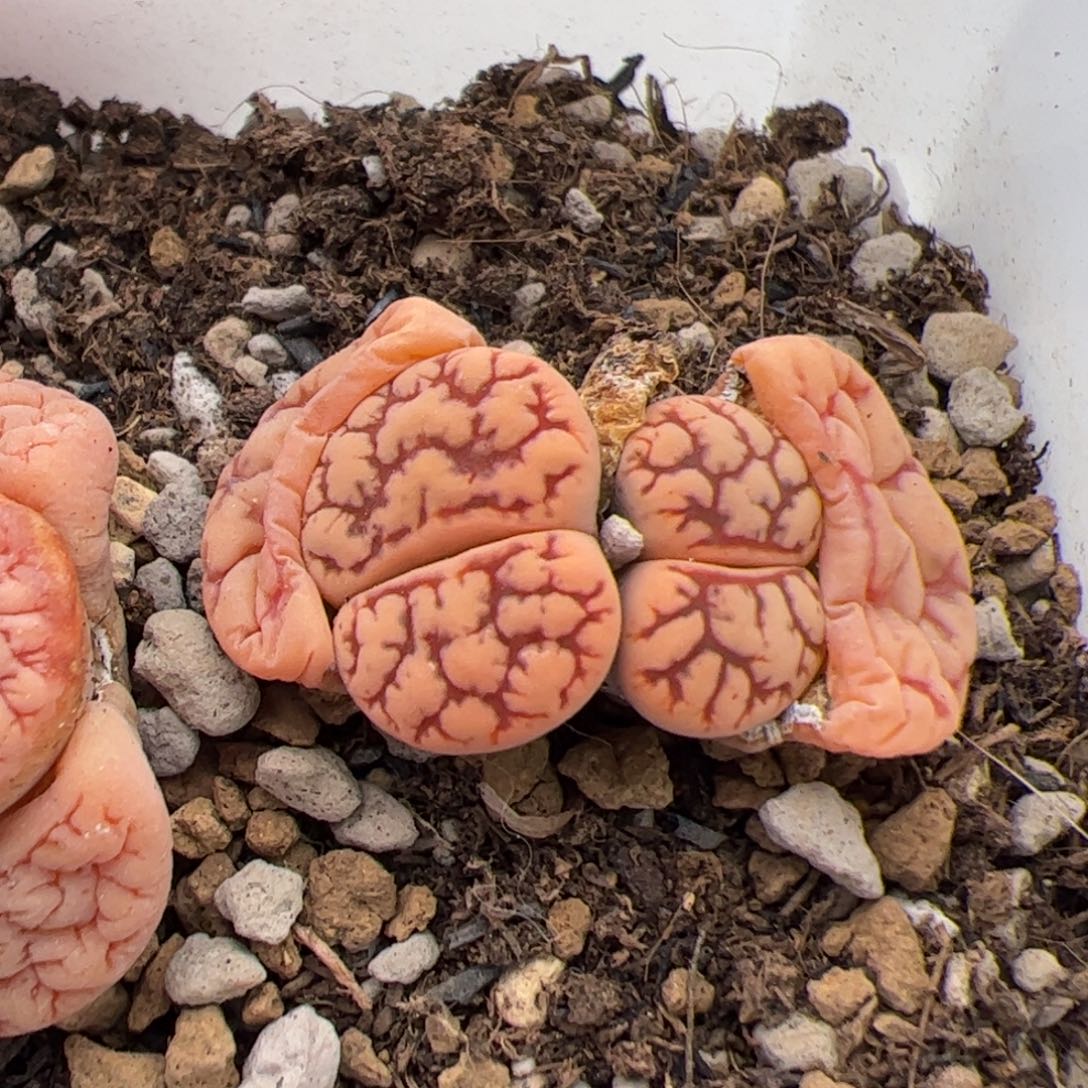 0387号云映x荒 多肉植物