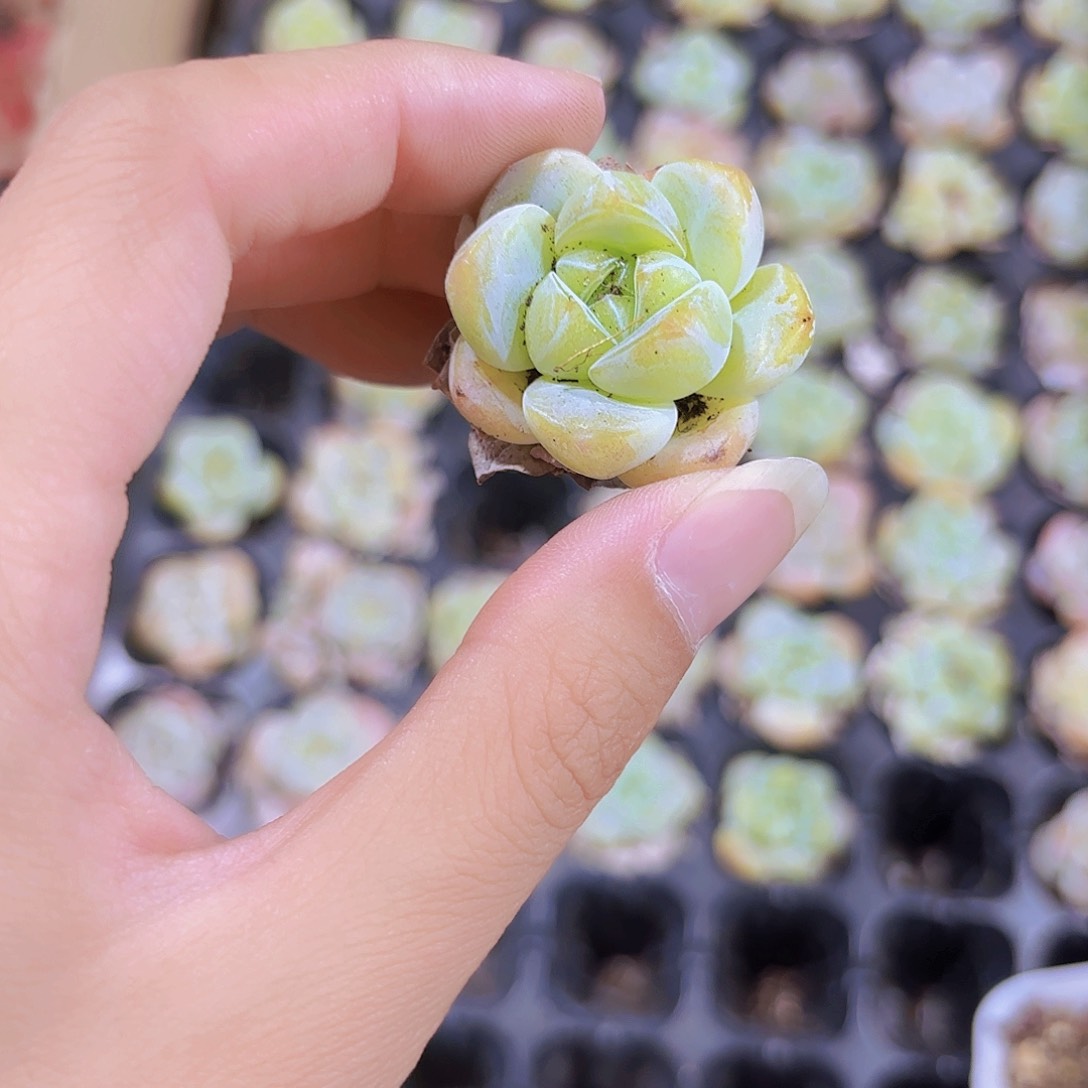 小穴苗粉天使多肉植物