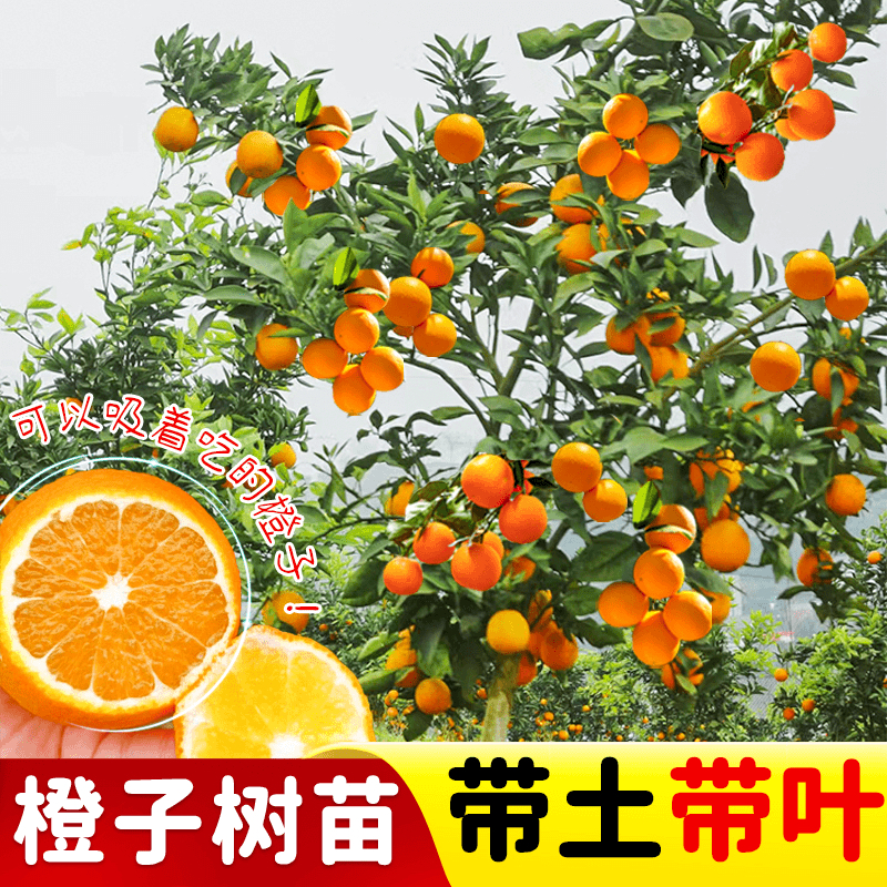橙子果树苗脐橙红江橙血橙冰糖橙爱媛38号果冻橙带土带叶