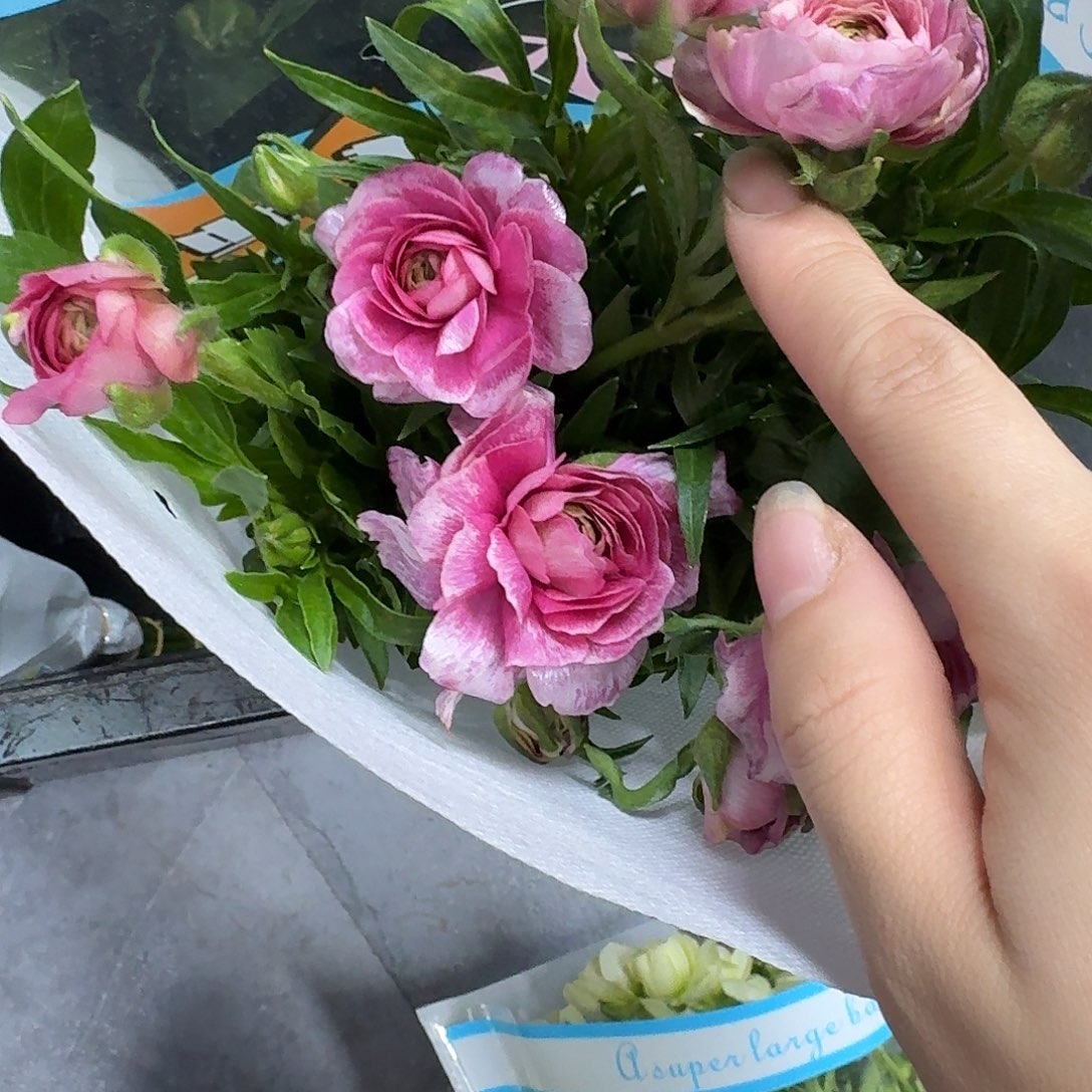 完全开放花纹蝴蝶 5支！！任选三件顺丰空运