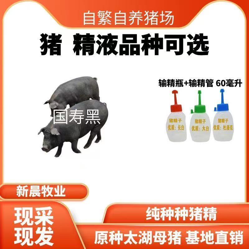 国寿黑二元种公猪猪精