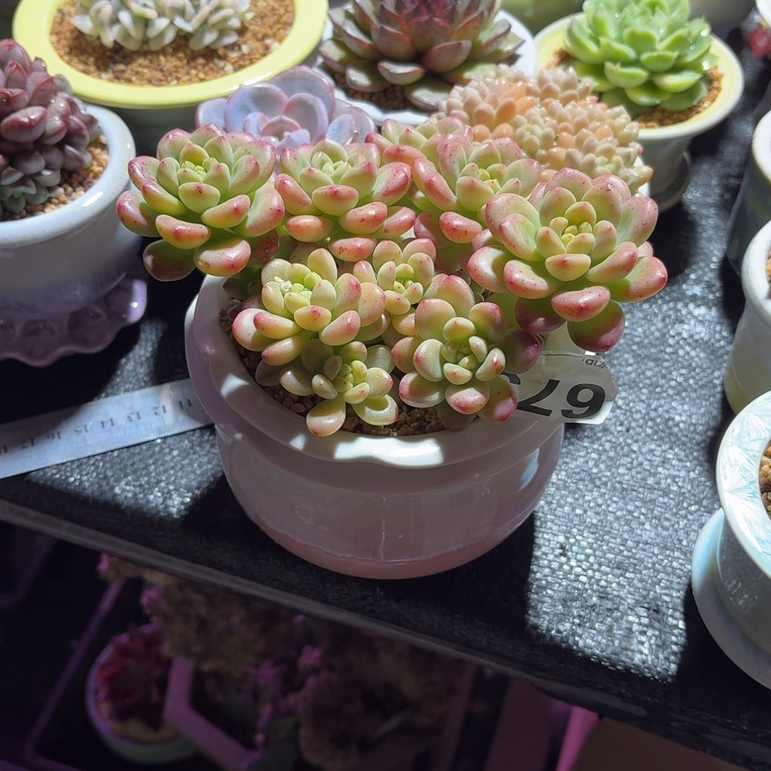 沐***光香格里拉多肉带盆发货673