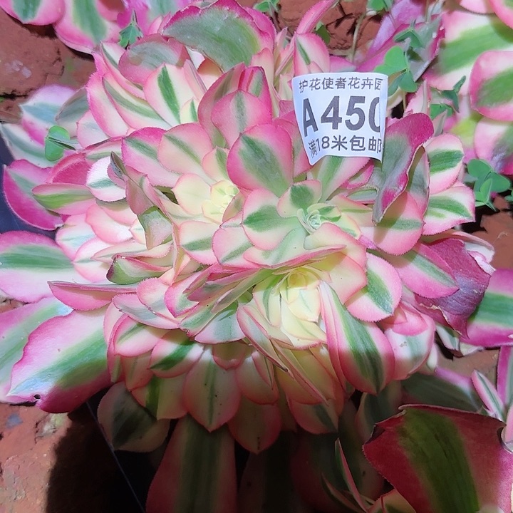 多肉法师粉女粉朵朵